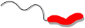 Bacterium