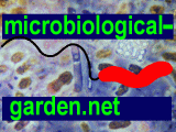Microbiological Garden