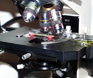 Microelectrode measurement under the microscope