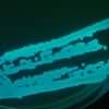 Marine luminescent bacteria