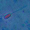 Bacterium with stained monopolar flagellum