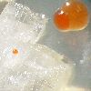 Halobacteria growing on salt crystals