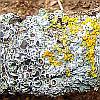 Lichens on a wooden stick