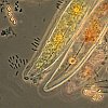 Diatoms and bacteria from tidal flat sediment