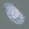 North Sea zooplankton inhabitant
