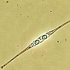 Pacific diatom
