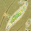 Pacific diatoms