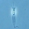 Mediterranean choanoflagellate
