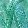 Cyanbacteria from an aquarium